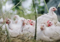 Wiadomości o ptasiej grypie - zagrożeniu dla ludzi i zakażenia od kotów - zdjęcie główne