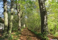 Co dalej z zakupionym dworem w Mordarce? - zdjęcie główne