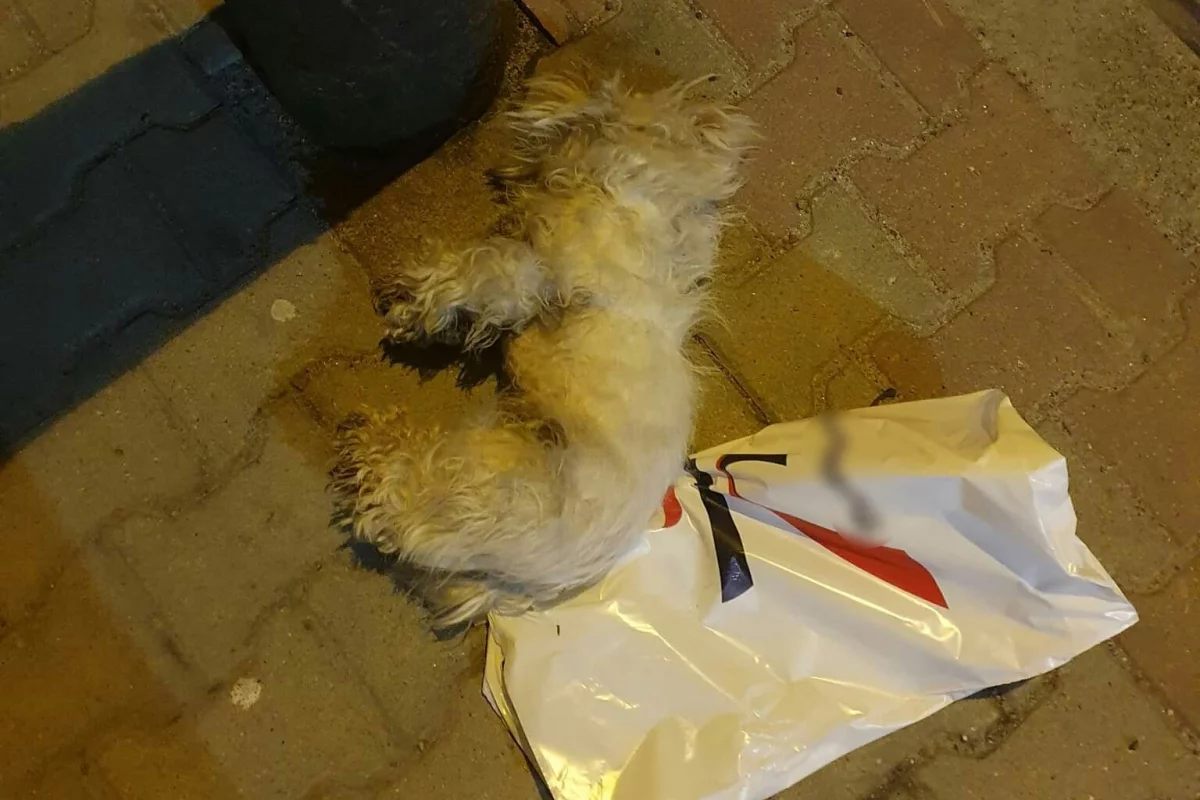 Martwy pies w reklamówce na chodniku. W internecie zawrzało, policja wyjaśnia