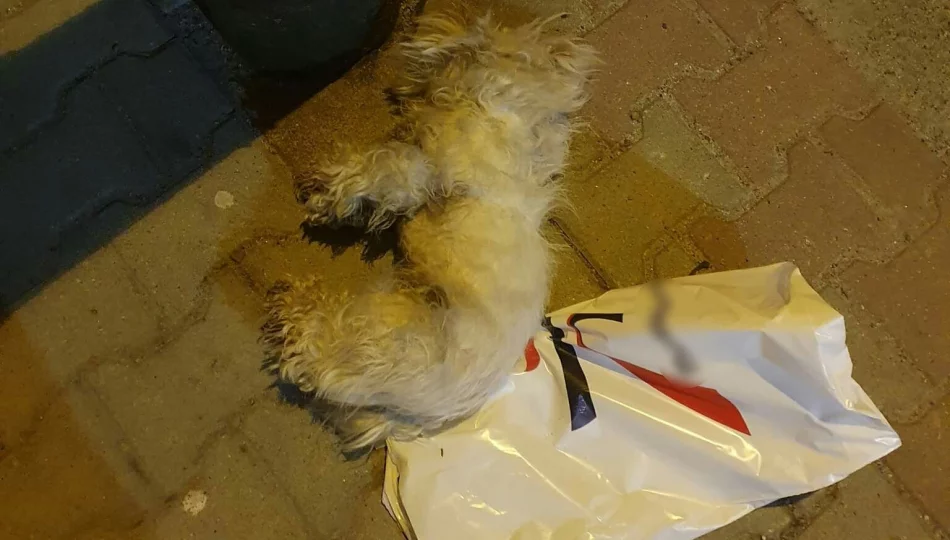 Martwy pies w reklamówce na chodniku. W internecie zawrzało, policja wyjaśnia - zdjęcie 1