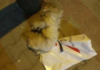 Martwy pies w reklamówce na chodniku. W internecie zawrzało, policja wyjaśnia - zdjęcie główne