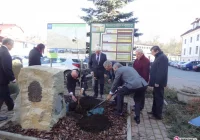 'Dąb Jedności' został zasadzony - zdjęcie główne