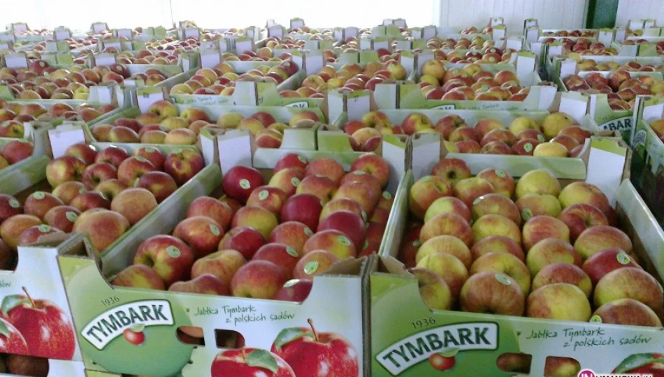 W sobotę rozdadzą pół miliona jabłek! - zdjęcie 1