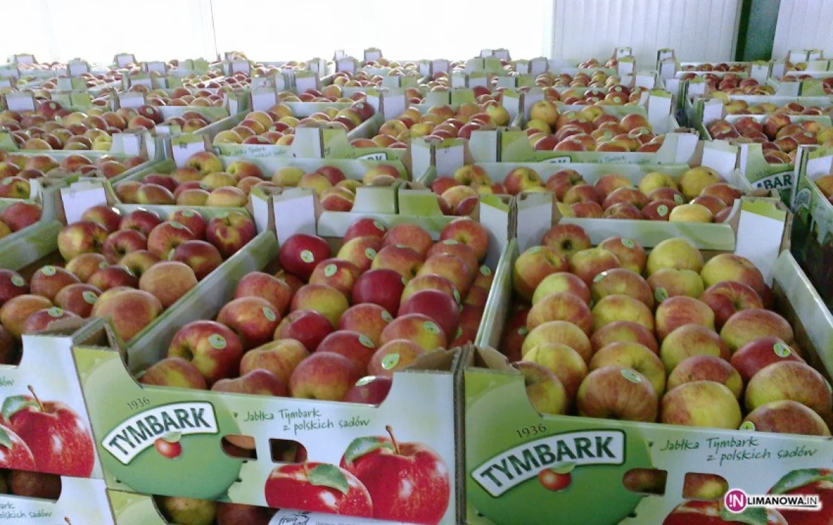 W sobotę rozdadzą pół miliona jabłek!