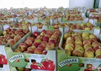 W sobotę rozdadzą pół miliona jabłek! - zdjęcie główne