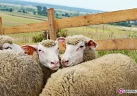 Ukradł dwie… owce - zdjęcie główne