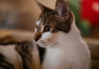 Ptasia grypa u kotów: dzikie ptaki i surowe mięso - zdjęcie główne