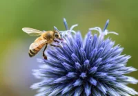 Dofinansowanie dla pszczelarskich przedsięwzięć na Limanowszczyźnie - zdjęcie główne