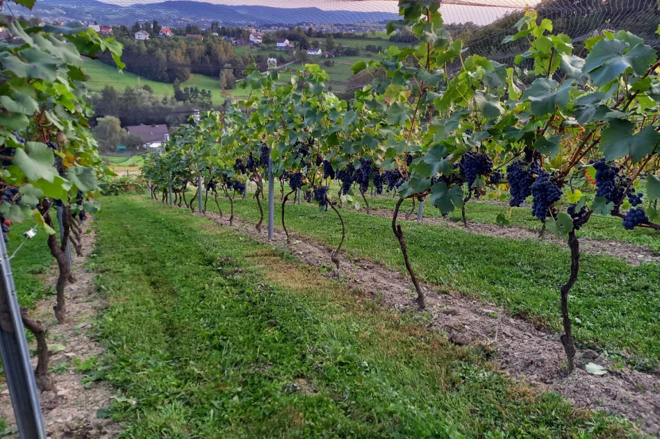 Limanowa doczekała się pierwszej winnicy - zdjęcie 2