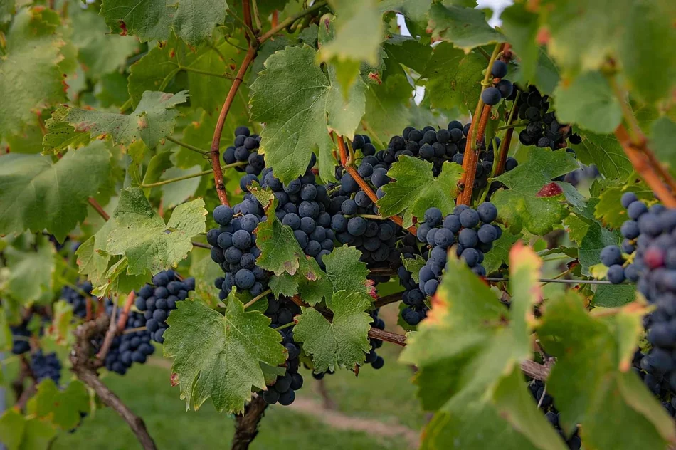 Limanowa doczekała się pierwszej winnicy - zdjęcie 3