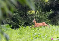 Kolizyjny weekend. Uwaga na sarny i jelenie - zdjęcie główne