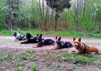 Odnaleziony 13-latek - pomógł pies - zdjęcie główne