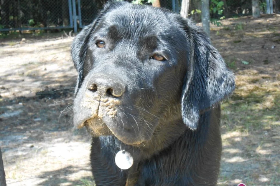 Odnaleziony 13-latek - pomógł pies - zdjęcie 3