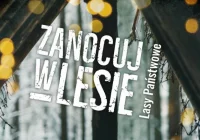 „Zanocuj w lesie” - nadleśnictwo wyznaczyło obszar do survivalu i bushcraftu - zdjęcie główne