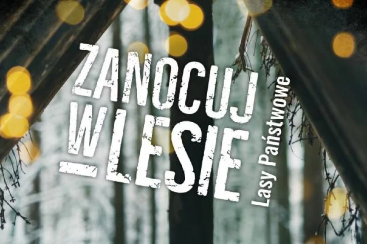 „Zanocuj w lesie” - nadleśnictwo wyznaczyło obszar do survivalu i bushcraftu