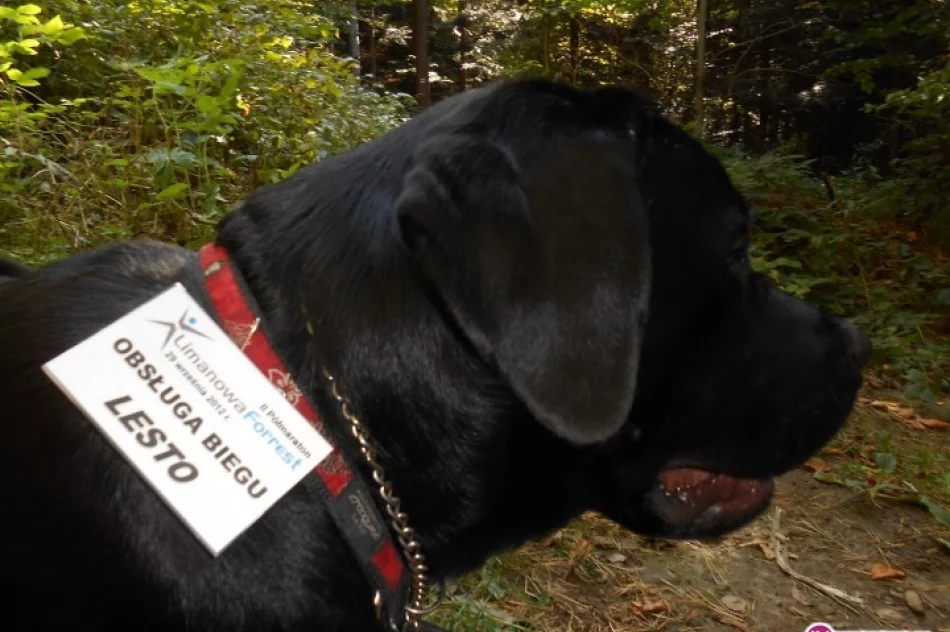 Odnaleziony 13-latek - pomógł pies - zdjęcie 4