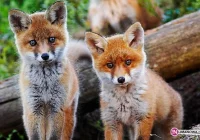 Rusza szczepienie - lepiej nie wchodzić do lasu - zdjęcie główne