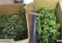 Wpadł gdy obcinał liście konopii - zdjęcie główne