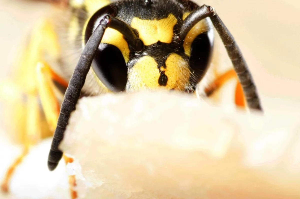 Naukowcy: osy są tak samo wartościowe dla środowiska, jak pszczoły