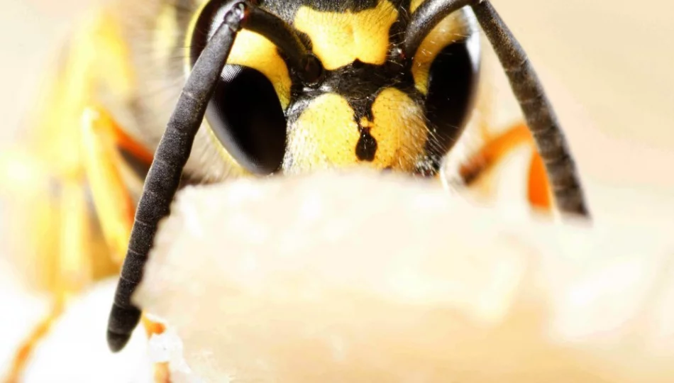 Naukowcy: osy są tak samo wartościowe dla środowiska, jak pszczoły - zdjęcie 1