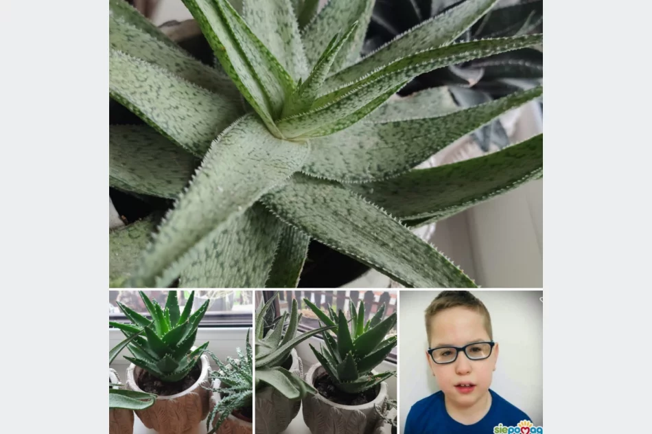 Przedszkole organizuje charytatywny kiermasz dla swojego podopiecznego - zdjęcie 7