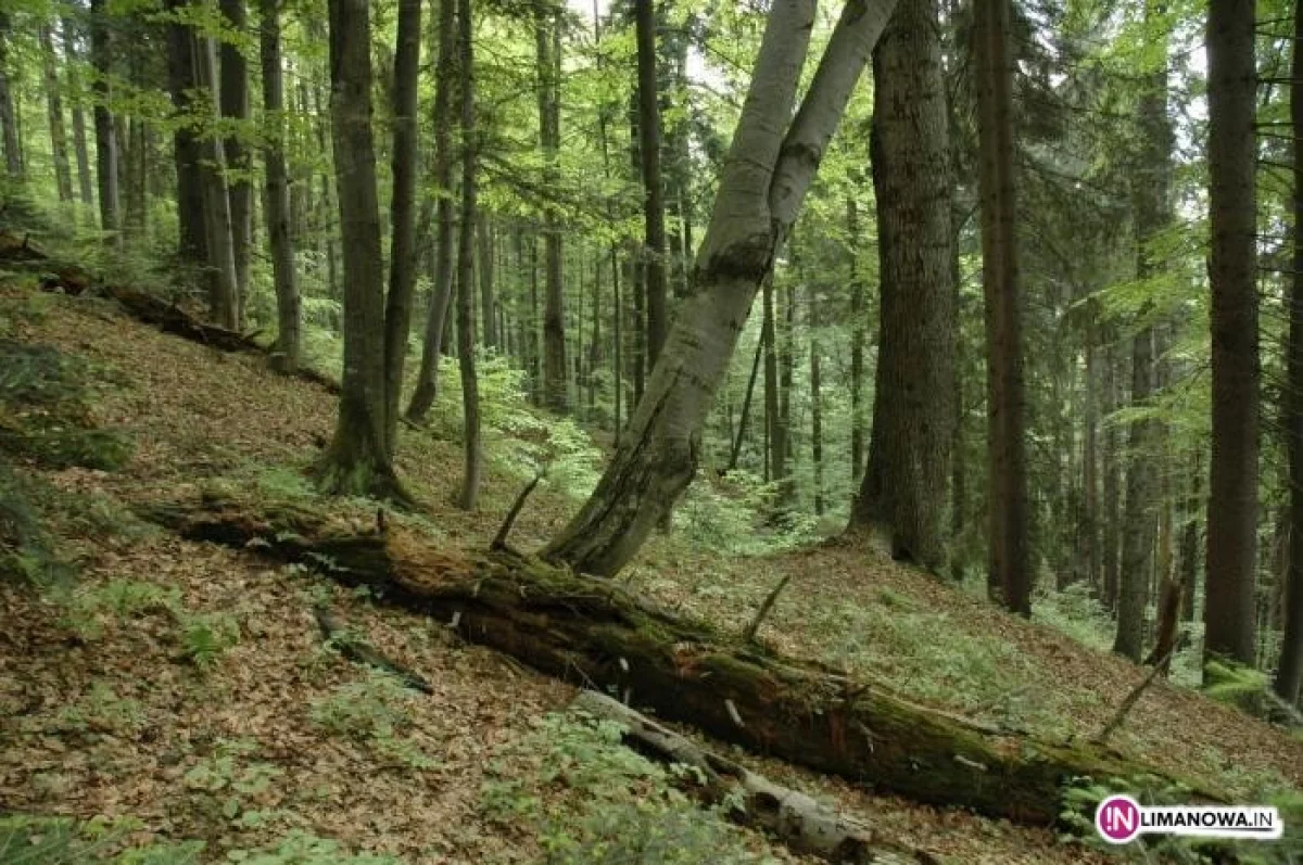 Śmierć w lesie poniósł 41-latek
