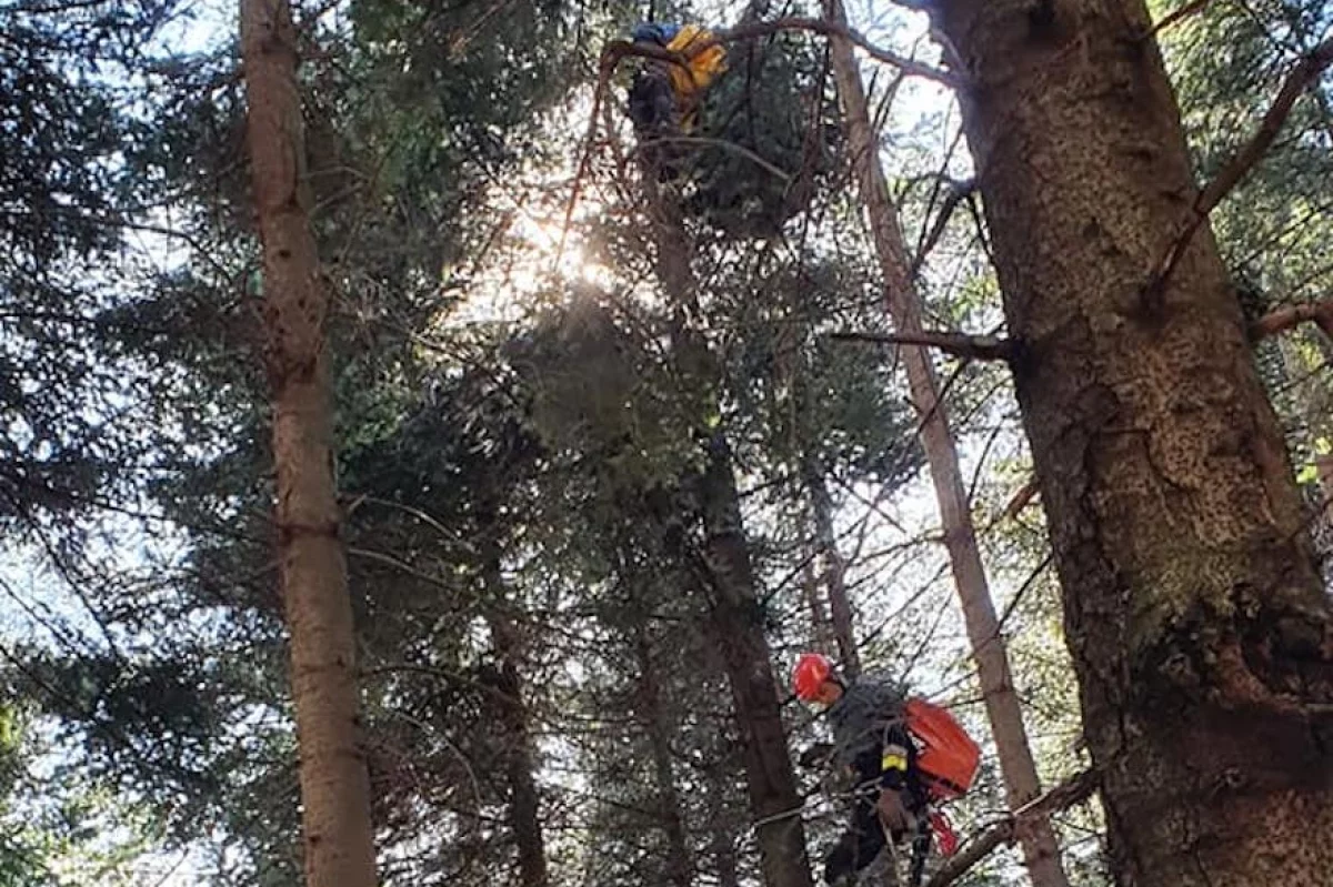 Paralotniarz zawisł na drzewie na wysokości 20 metrów
