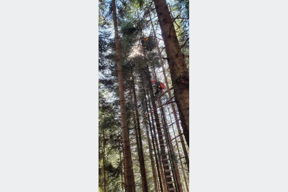 Paralotniarz zawisł na drzewie na wysokości 20 metrów - zdjęcie 2