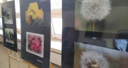 „Kolor kwiatu, kwiat koloru” - wystawa fotografii - zdjęcie 4