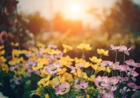 Ogród nieformalny – brak pomysłu czy ciekawa koncepcja aranżacji? - zdjęcie główne