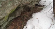 Zimowe legowisko niedźwiedzia znalezione w Gorcach - zdjęcie 2