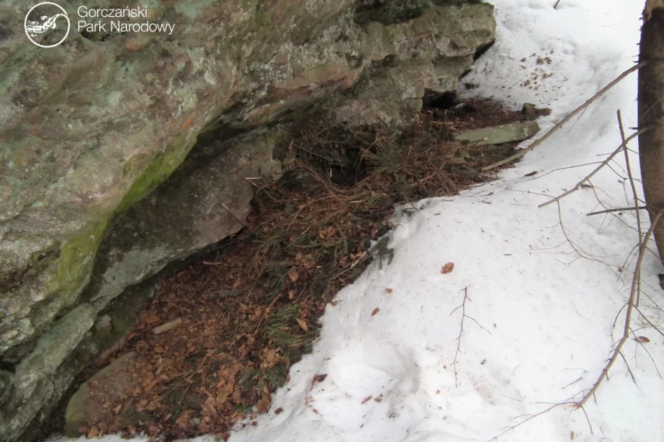 Zimowe legowisko niedźwiedzia znalezione w Gorcach - zdjęcie 2
