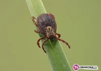 Uwaga na kleszcze! - zdjęcie główne