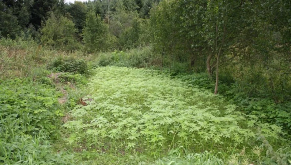 Jedna z większych plantacji zostanie zniszczona - zdjęcie 1