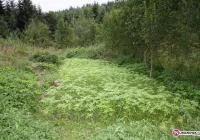 Jedna z większych plantacji zostanie zniszczona - zdjęcie główne