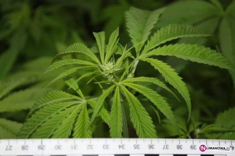 Wielka plantacja konopi. Właściciel zatrzymany - zdjęcie 2