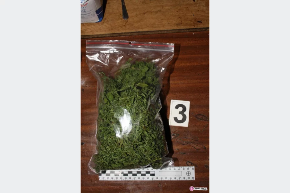 Wielka plantacja konopi. Właściciel zatrzymany - zdjęcie 3