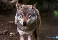 Wilki zabiły 14 owiec - zdjęcie główne