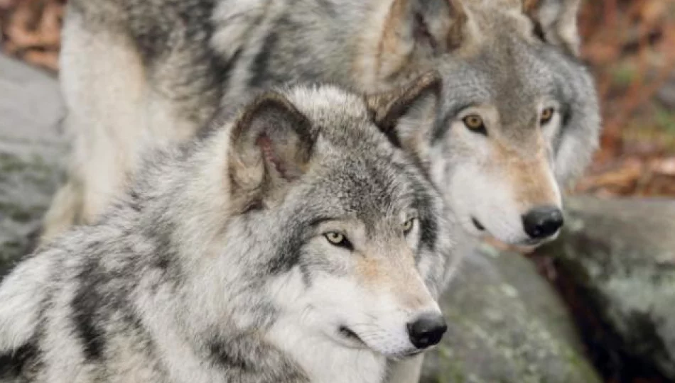 Ochrona wilka - skuteczna, czyli jaka? Naukowcy mają głos - zdjęcie 1