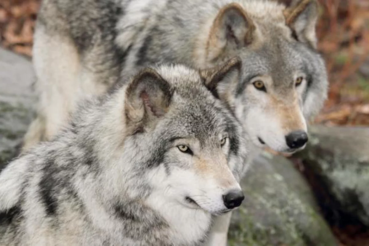 Ochrona wilka - skuteczna, czyli jaka? Naukowcy mają głos