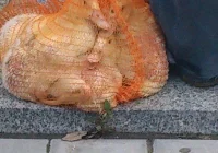 Kaczuszki jak worek ziemniaków - zdjęcie główne