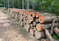 Prace leśne przy kolejnym szlaku turystycznym - zdjęcie główne