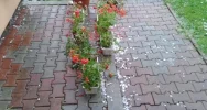 30 wyjazdów straży, 9 zalanych domów - zdjęcie 3