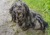 Właściciel „kuli dredów” odpowie za znęcanie się nad zwierzęciem - zdjęcie główne