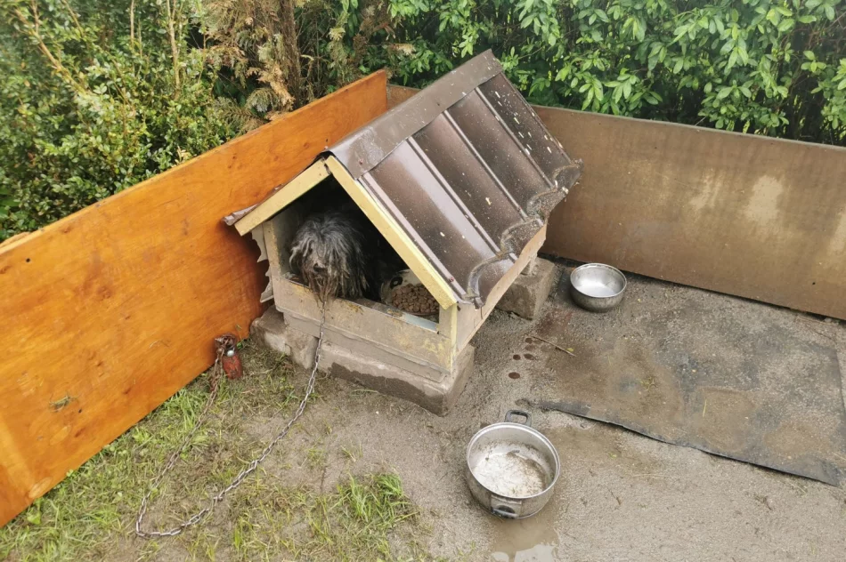 Właściciel „kuli dredów” odpowie za znęcanie się nad zwierzęciem - zdjęcie 2