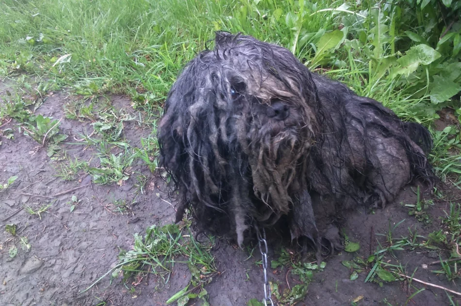 Właściciel „kuli dredów” odpowie za znęcanie się nad zwierzęciem - zdjęcie 3