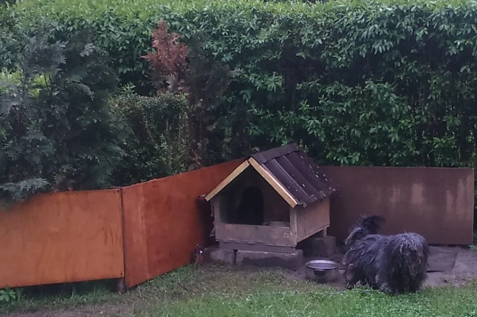 Właściciel „kuli dredów” odpowie za znęcanie się nad zwierzęciem - zdjęcie 4