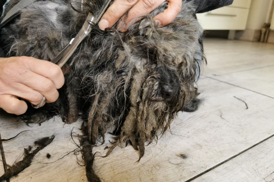 Właściciel „kuli dredów” odpowie za znęcanie się nad zwierzęciem - zdjęcie 6