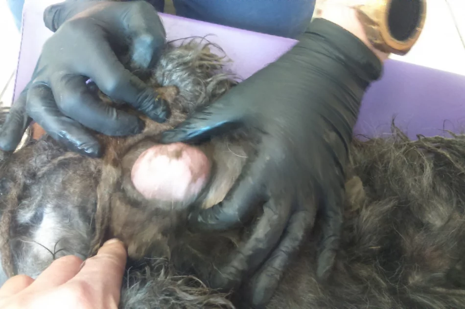 Właściciel „kuli dredów” odpowie za znęcanie się nad zwierzęciem - zdjęcie 7