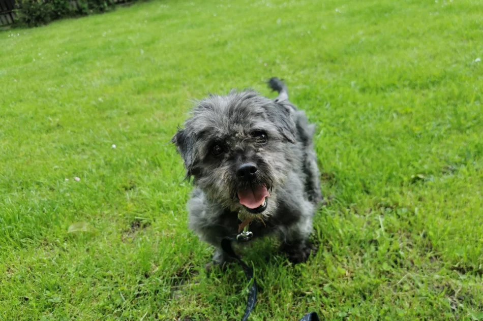 Właściciel „kuli dredów” odpowie za znęcanie się nad zwierzęciem - zdjęcie 8